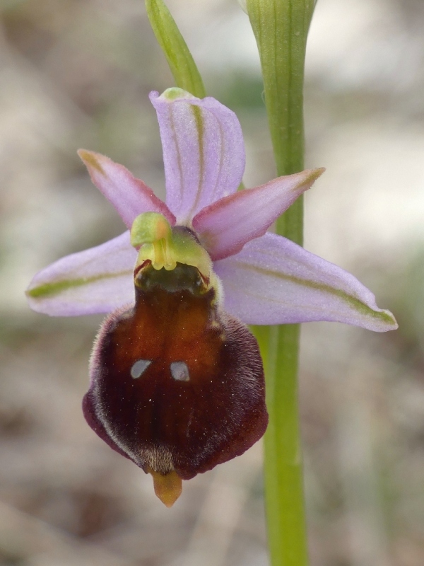 Ophrys crabronifera e la sua variabilit in alcune zone di Lazio e Abruzzo primavera 2018